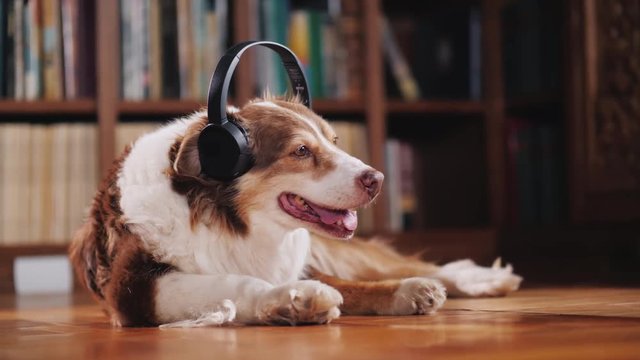The dog listens to music on headphones, lies on the floor in the library