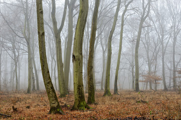 Kahler Buchenwald im Winter, dichter Nebel