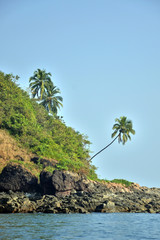 Fototapeta na wymiar A palm tree on an island in the sea