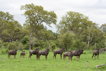 A horizontal, colour image of a herd of wildebeest, Connochaetes taurinus, looking at the camera in the Greater Kruger Transfrontier Park, South Africa.