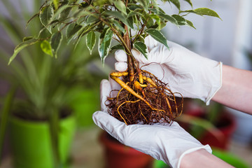 The root system of Ficus Benjamin. Transplantation