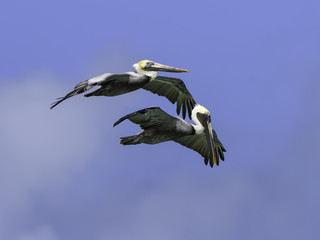 Two Brown Pelicans in Flight on Blue Sky