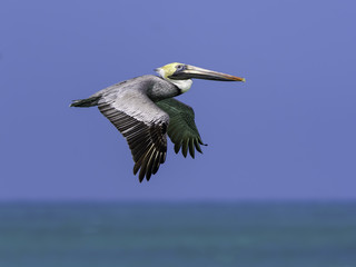 Brown Pelican in Flight on Blue Sky