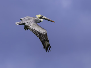Brown Pelican in Flight on Blue Sky