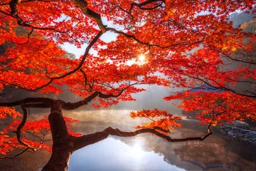 Peel and stick wall murals Red 2 Autumn Maple red  in Naejangsan national park, South korea