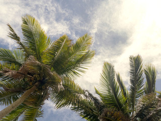 Obraz na płótnie Canvas Palm tree on the sky background