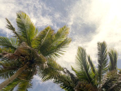 Palm tree on the sky background