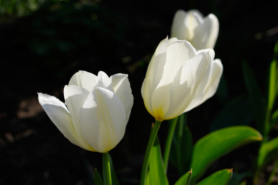 white tulips on a black background