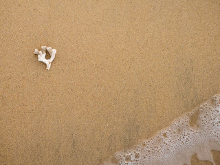 Fototapeta na wymiar Coral on the beach
