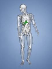 Fototapeta premium Liver, 3D Human Model