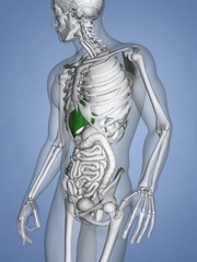 Liver, 3D Human Model