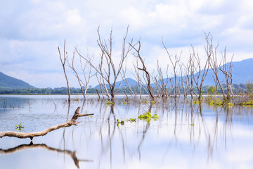Birds sitting on dead woods and trees which standing in Big Reservoir called Bangpra at Chonburi Thailand with reflection, blue sky in background, Long Exposure shot