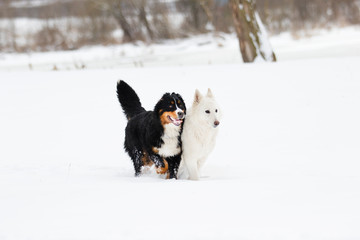two dogs on a winter walk