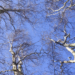 Laesoe / Denmark: Naked birches in the costal moorland at Storedal against the blue sky