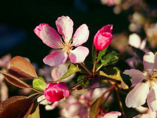 Fototapeta na wymiar Cherry Flowers