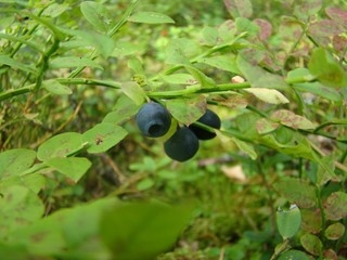 Blueberry. Autumn forest.