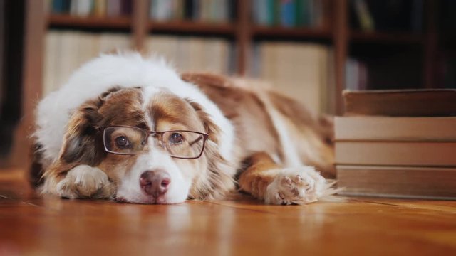 A dog in glasses is dozing about a pile of books on the floor in the library