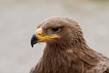 Aigle