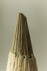Macro photography of a brown pencil. Brown lead. Mechanical sharpening of a pencil. Photo for the site about art, hobbies, education.