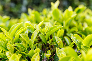 Tea leaf plantation background after the rain