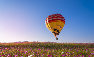 colorful hot air balloon flying on beautyful cosmos field 