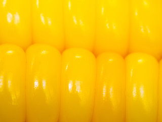 select focust of yellow corn. Nature for texture background
