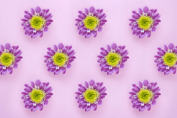 Lilac flower pattern on pink pastel background. Minimalistic floral background in flat lay style, top view. Valentine Day, Mothers day, birthday, spring concept.
