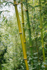 bamboo forest