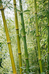 bamboo forest