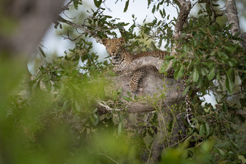 A horizontal, full length, colour image of a distant leopard, Panthera pardus, up in a tree and staring at the camera in the Greater Kruger Transfrontier Park, South Africa.