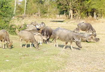 Thai buffalo eating grass on rice farm in Thailand.