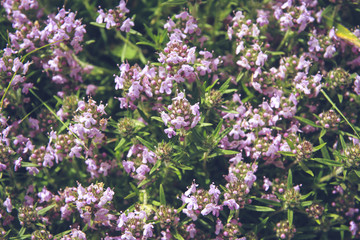 Thyme flowers meadow