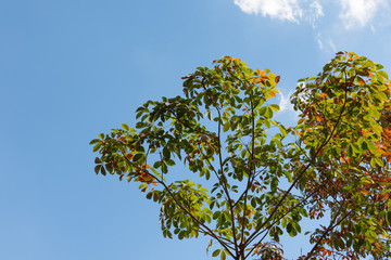 The leaves of the rubber trees are changing color.
