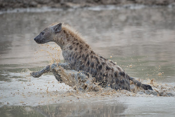 A horizontal, colour image of a spotted hyena, Crocuta crocuta, splashing through a waterhole in...
