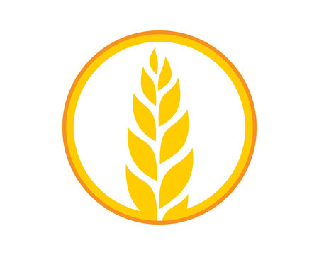 circle yellow paddy wheat barley plant harvest agriculture image vector