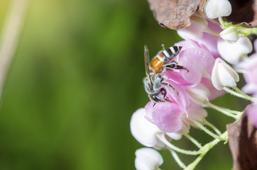 The bee is sucking sweet nectar from pink pollen.