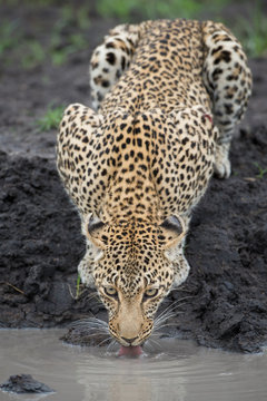 A vertical, full length, colour image of a leopard, Panthera pardus, drinking in the Greater Kruger Transfrontier Park, South Africa.