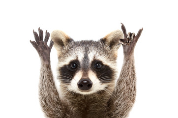 Portrait of a funny raccoon showing a rock gesture, isolated on white background © sonsedskaya