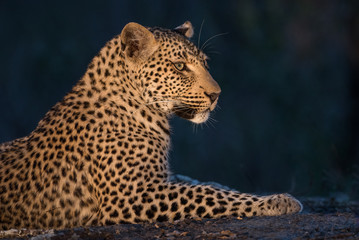 A horizontal, cropped, colour photograph of a resting leopard, Panthera pardus, spot lit in the Greater Kruger Transfrontier park, South Africa.