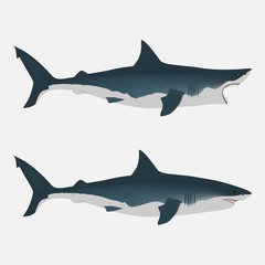 Shark with open and close mouth. big white fish. Flat isolated vector illustration on a white background. Realistic appearance with dimming and light