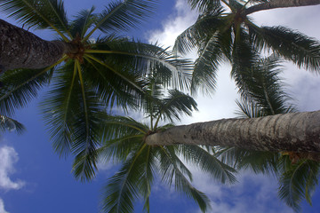 Naklejka na ściany i meble palms tree, sky, island Borakay Filippiny