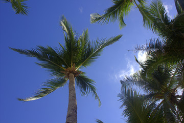 Plakat palms tree, sky, island Borakay Filippiny