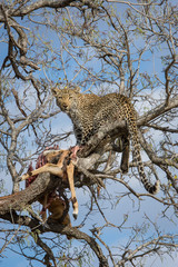 Obraz premium A vertical, colour photograph of a leopard, Panthera pardus, up a tree with a carcass in the Greater Kruger Transfrontier Park, South Africa.