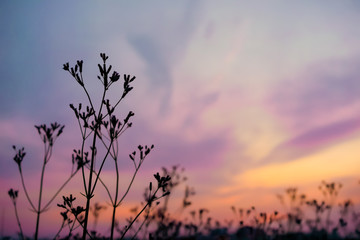 Close up silhouette grass flowers with purple, orange, blue dusky sky and cloud. Dark tone picture