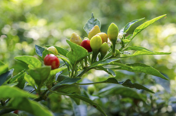 Chili garden with blurred background