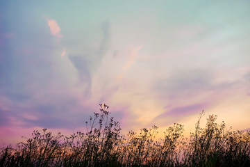 Pink, purple and blue pastel dusky sky with silhouette grass flowers and cloud