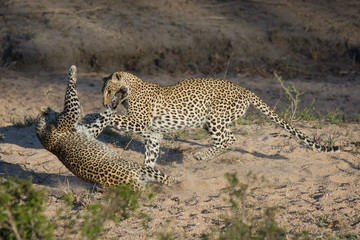 A horizontal, full length, colour photo of two leopards, Panthera pardus, play-fighting in side...
