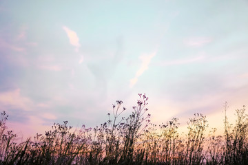Pink, purple and blue pastel dusky sky with silhouette grass flowers and cloud