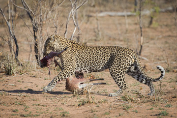 A horizontal, full length, color image of a leopard, Panthera pardus, dragging the remains of a kill in the Greater Kruger Transfrontier Park, South Africa.