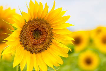 Fototapeta premium Sunflower field. close up (Helianthus annuus)